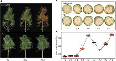 Response analysis of Pinus sibirica to pine wood nematode infection through transcriptomics and metabolomics study